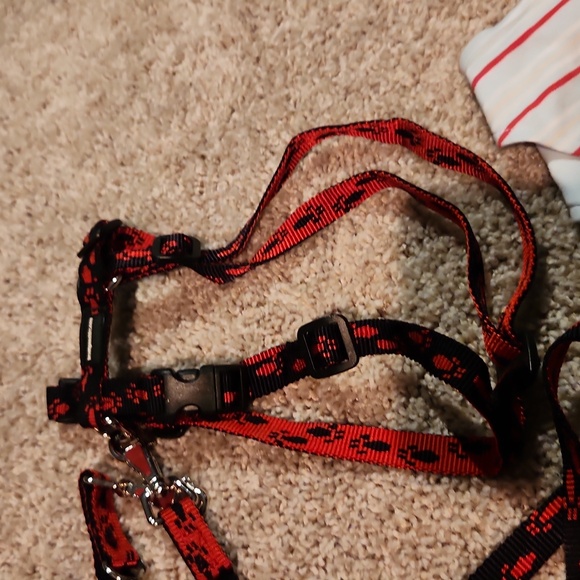 Lot of dog accessories - Picture 8 of 8